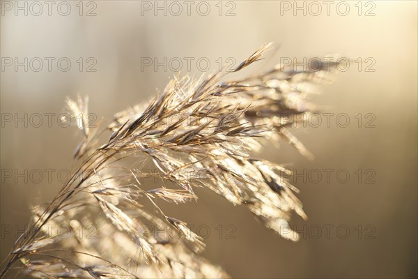 Common reed (Phragmites australis) seeds, detail, Upper Palatinate, Bavaria, Germany, Europe