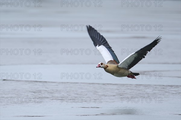 Egyptian goose (Alopochen aegyptiaca), flying, Bavaria, Germany Europe