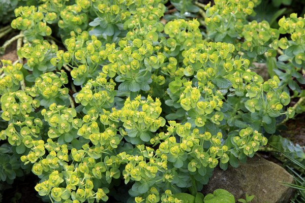 Creeping myrtle spurge (Euphorbia myrsinites), Donkey's tail, Myrtle spurge