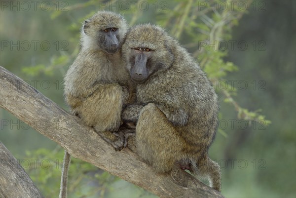 Olive baboon (Papio cynocephalus anubis), Nakuru National Park, Kenya, olive baboons (Papio anubis), Nakuru National Park, Kenya, Africa