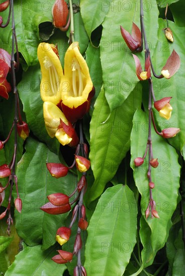 ( Thunbergia mysorensis) Clockvine, Mysore Clockvine, Lady's slipper vine