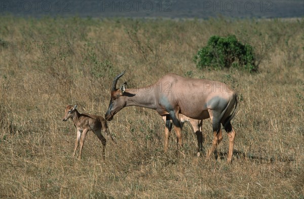 Topis, female with fawn, Massai Mara Game Reserve, Kenya (Damaliscus lunatus korrigum), lyre antelope, antelope