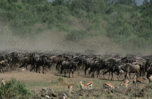 Eastern white-bearded wildebeest (Connochaetes taurinus albojubatus), Massai Mara Game Reserve, Kenya, white-bearded wildebeest, Massai Mara Game Reserve, migration, migration, Africa