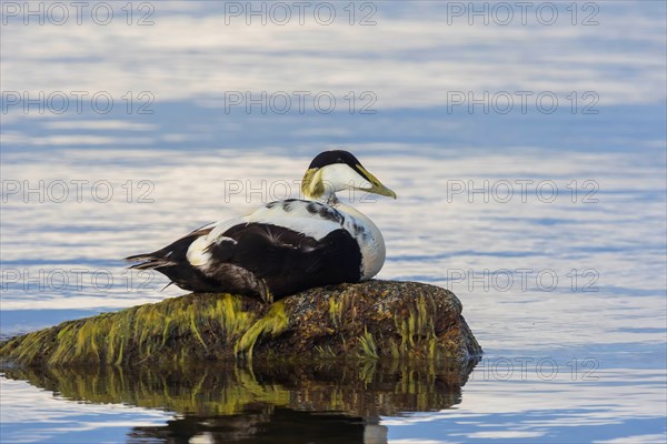 Common eider (Somateria mollissima), drake rests on stone, Öland Island, Sweden, Europe