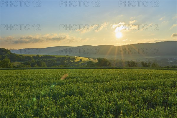 Sunrise over over soybean field in spring, Großheubach, Miltenberg, Spessart, Bavaria, Germany, Europe