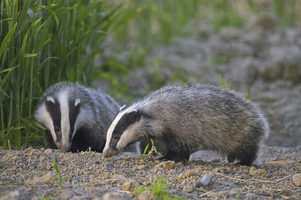 Two young European badgers (Meles meles) juveniles sniffing the earth for earthworms and insects in field, farmland at dusk in spring