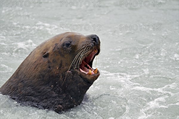 Steller sea lion (Eumetopias jubatus) surfacing with open mouth, Prince William Sound, Alaska, USA, North America