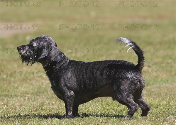 Dachshund Shih Tzu mix (Canis lupus familaris), male 4 years, standing sideways on the meadow, North Rhine-Westphalia, Germany, Europe