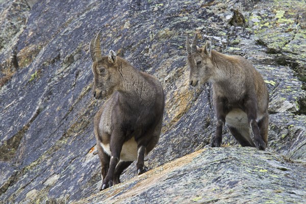 Alpine ibex (Capra ibex) female with young in rock face in winter in the Gran Paradiso National Park, Italian Alps, Italy, Europe