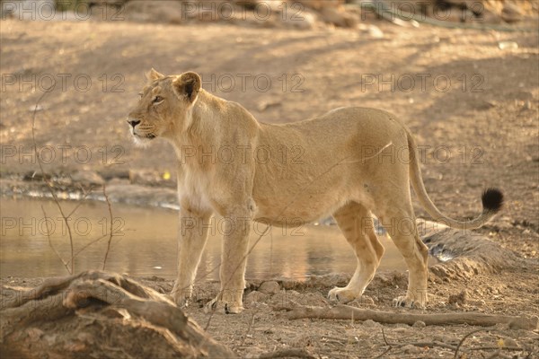 Asiatic Lion (Panthera leo persica), lioness, Gir Forest National Park, Gir Sanctuary, Gujarat, India, Asia