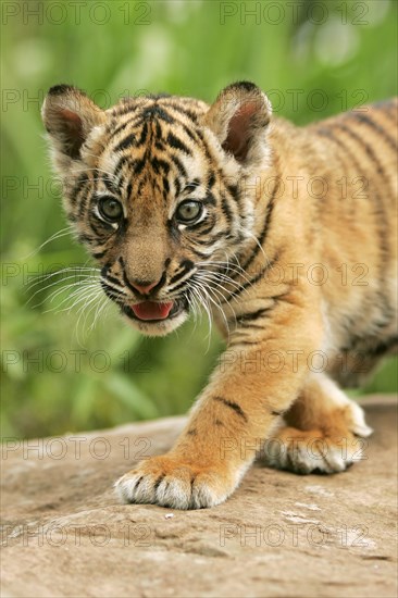 Sumatran tiger (Panthera tigris sumatrae), young