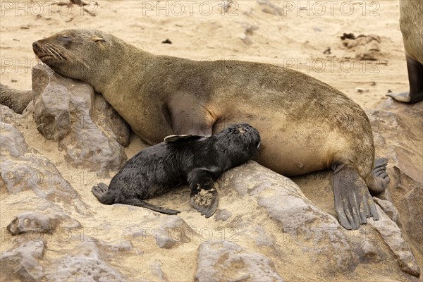 Cape fur seal, female suckling young, Cape Cross, pygmy fur seal, South African fur seal (Arctocephalus pusillus), South African fur seal, Namibia, Africa