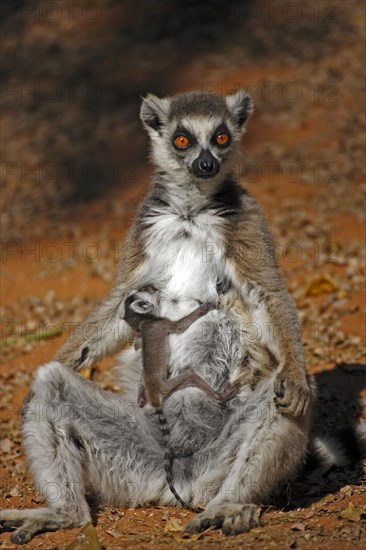 Ring-tailed Lemurs (Lemur catta), female nursing young sunbathing, Berenty Private Reserve, Madagascar sunbathing, female nursing young, Berenty Reserve, Madagascar, Africa