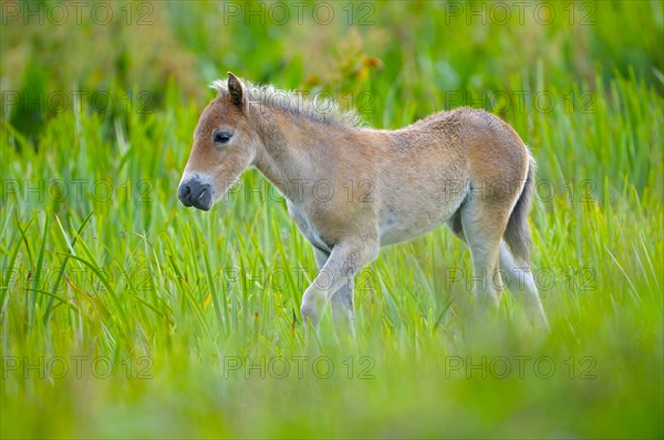 Exmoor pony, foal