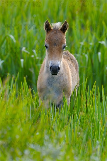 Exmoor pony, foal