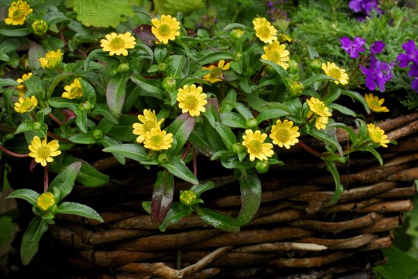 Mexican creeping zinnia (Sanvitalia procumbens) Hussar's Head