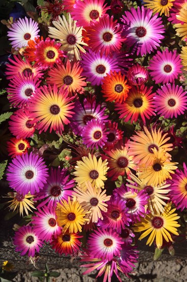 Desert Rose (Trichodiadema densum), Ice Plant, Ice Plant family (Aizoaceae), Ice Weed family