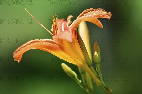 Flowering daylily (Hemerocallis fulva), Bavaria, Germany, Europe