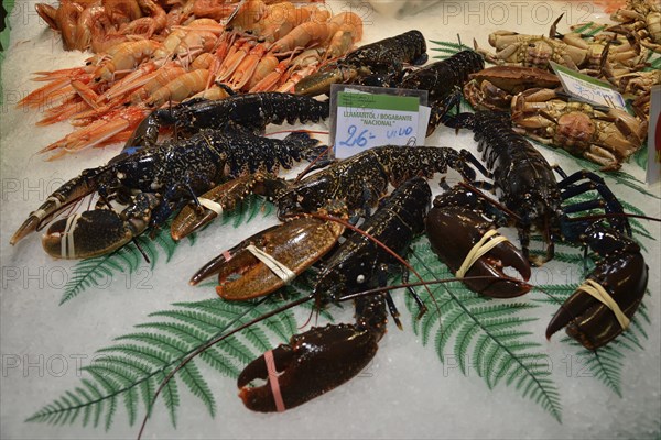 European lobsters at a fish stall in the market hall, Mercat de la Boquería, also Mercat de Sant Josep, Barcelona, ??Catalonia, Spain, Europe