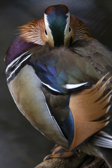 Mandarin ducks (Aix galericulata) male sitting on branch by pond, Tiergarten, Berlin, Germany, Europe