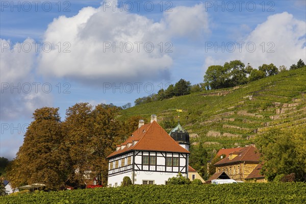 In electoral and royal Saxon times, the estate, as a country seat of the Saxon line of the Wettin dynasty, was the centre of Saxon court vineyard ownership for almost 500 years. Today it has been developed into the Saxon Wine Museum Hoflößnitz with a sales outlet and the serving of its own wine