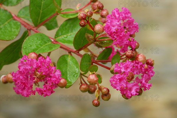 Crepe myrtle (Lagerstroemia indica), Indian lager myrtle, Chinese curly myrtle, Lythraceaee (Lythraceae)