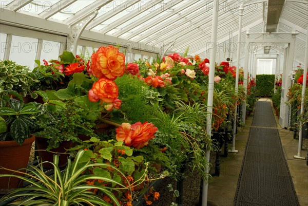 Greenhouse with begonias (Begonia hybrid), Begoniaceae (Begoniaceae) West Dean Garden, West Sussex, England, Great Britain