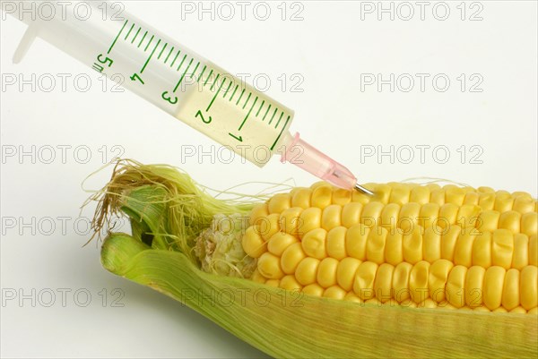 Syringe in flask (Zea mays) Genetic manipulation