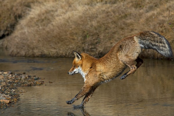 Red fox, red foxes (Vulpes vulpes), Fox, Foxes, Canines, Predators, Mammals, Animals, Red fox jumping over river, Gran Paradiso National Park, Italy, Europe