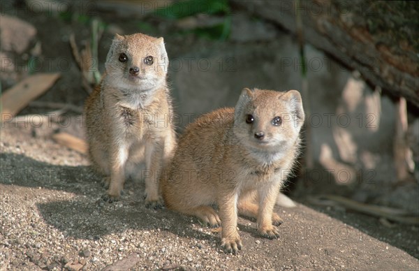 Young yellow mongoose (Cynictis penicillata)