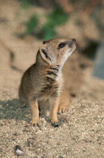 Young yellow mongoose (Cynictis penicillata)