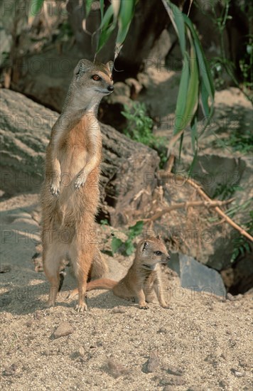 Yellow Mongoose (Cynictis penicillata) with young