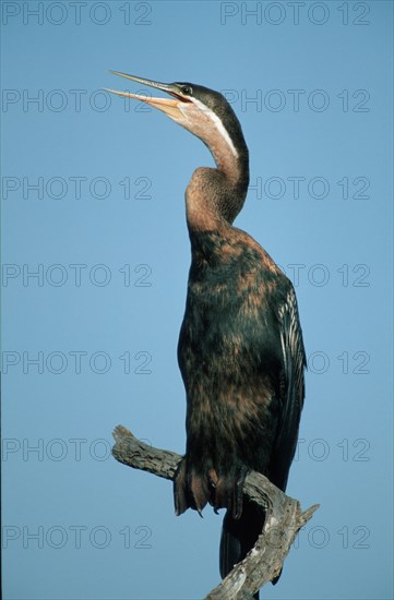 African darter (Anhinga rufa), Pilanesberg Park, South Africa nish darter, animals, bird, birds, outside, outdoors, vertical, sitting, adult