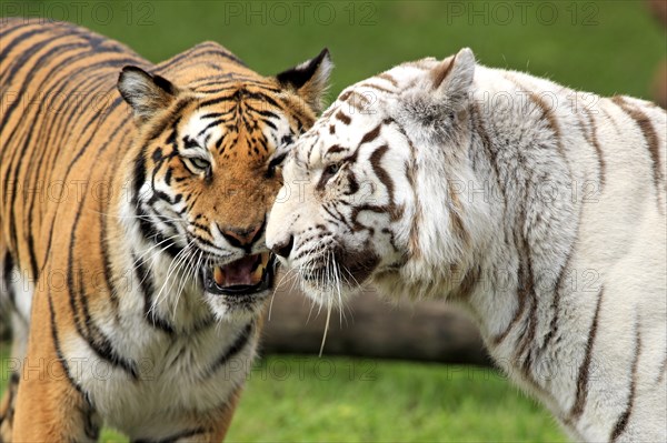 Bengal Tiger (Panthera tigris tigris), normal and white, White Tiger