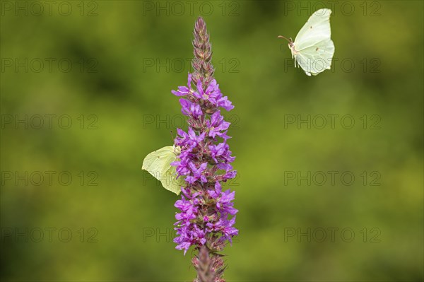 Butterflies collecting nectar, brimstone (Gonepteryx rhamni), purple loosestrife (Lythrum salicaria), near Garstedt, Lower Saxony, Germany, Europe