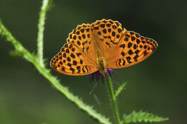 Silver-washed fritillary (Argynnis paphia), male, on flower of creeping thistle (Cirsium arvense), Hesse, Germany, Europe