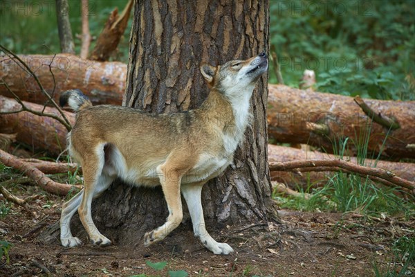 European gray wolf (Canis lupus), scratching on tree in forest, Germany, Europe