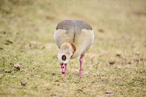 Egyptian goose (Alopochen aegyptiaca), walking on a meadow, Bavaria, Germany Europe