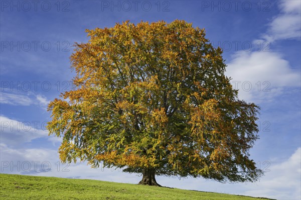 Common beech (Fagus sylvatica), in autumn, solitary tree near Rieden am Forggensee, Ostallgäu, Allgäu, Bavaria, Germany, Europe