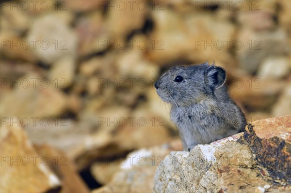 Pika (Ochotona) standing among boulders and on large rocks, Denali National Park, Alaska, USA, North America