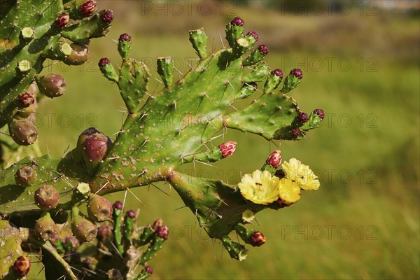 Indian fig opuntia (Opuntia ficus-indica) blossoms and fruits, ebro delta, Catalonia, Spain, Europe