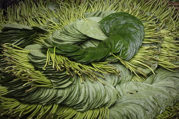 Betel leaves in a shop at Sadarghat, river quay at Buriganga, Dhaka, Bangladesh, Asia