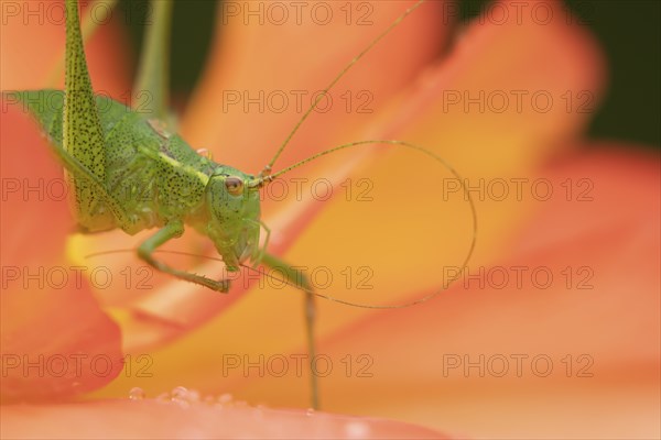 Speckled bush cricket (Leptophyes punctatissima) adult on a garden Begonia flower, Suffolk, England, United Kingdom, Europe