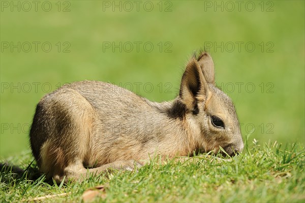 Patagonian mara (Dolichotis patagonum) or greater mara, juvenile, captive, occurrence in Argentina