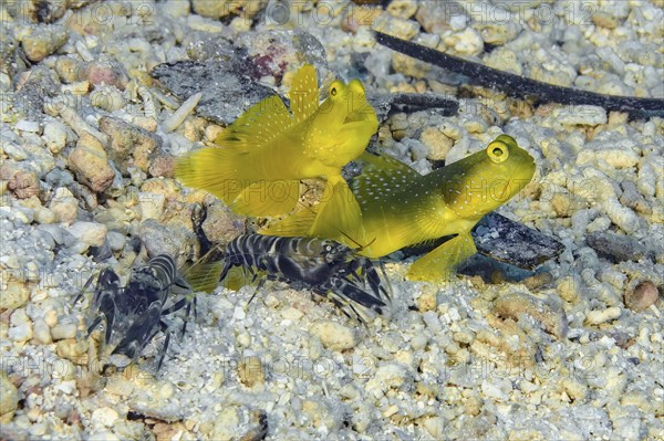 Symbiotic behaviour of pair of yellow prawn-goby (Cryptocentrus cinctus) and pair of marbled firecracker (Alpheus rapax) lying in front of living cave dwelling, Pacific Ocean, Caroline Islands, Yap Island, Yap State, Federated States of Micronesia