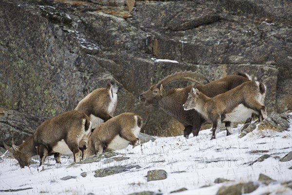 Alpine ibex (Capra ibex) herd with male and females during the rut in winter, Gran Paradiso National Park, Italian Alps, Italy, Europe