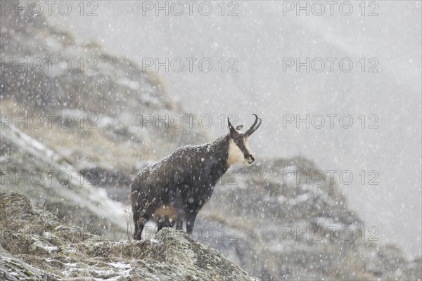 Chamois (Rupicapra rupicapra) female on mountain slope in the snow and mist in winter in the European Alps