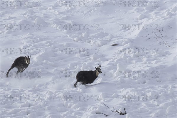 Chamois (Rupicapra rupicapra) male chasing away rival in the snow during the rut in winter in the European Alps