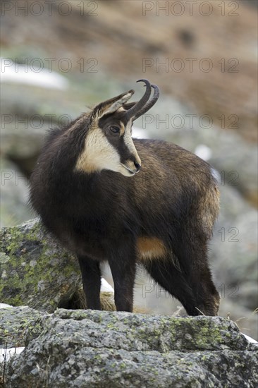 Chamois (Rupicapra rupicapra) amongst rocks in winter, Gran Paradiso National Park, Italian Alps, Italy, Europe