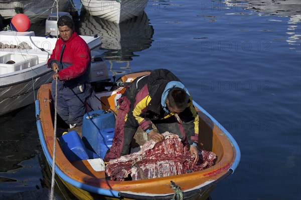 Inuit hunters unload muskox (Ovibos moschatus) meat from boat in the Uummannaq harbour, North-Greenland, Greenland, North America